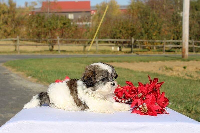 puppy, for, sale, Mal - Shi, Matthew B. Stoltzfus, dog, breeder, Gap, PA, dog-breeder, puppy-for-sale, forsale, nearby, find, puppyfind, locator, puppylocator, aca